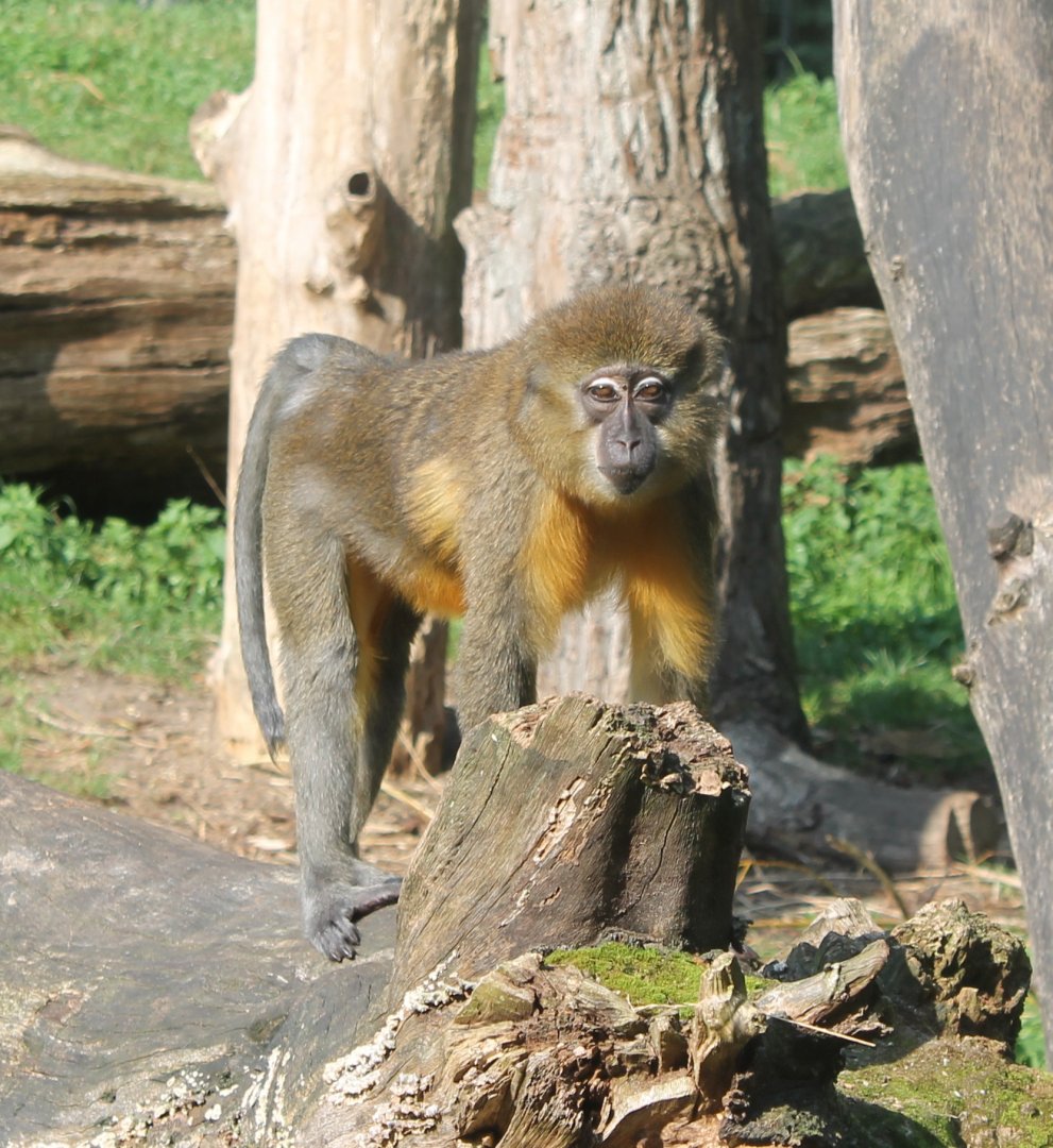 Golden-bellied mangabey