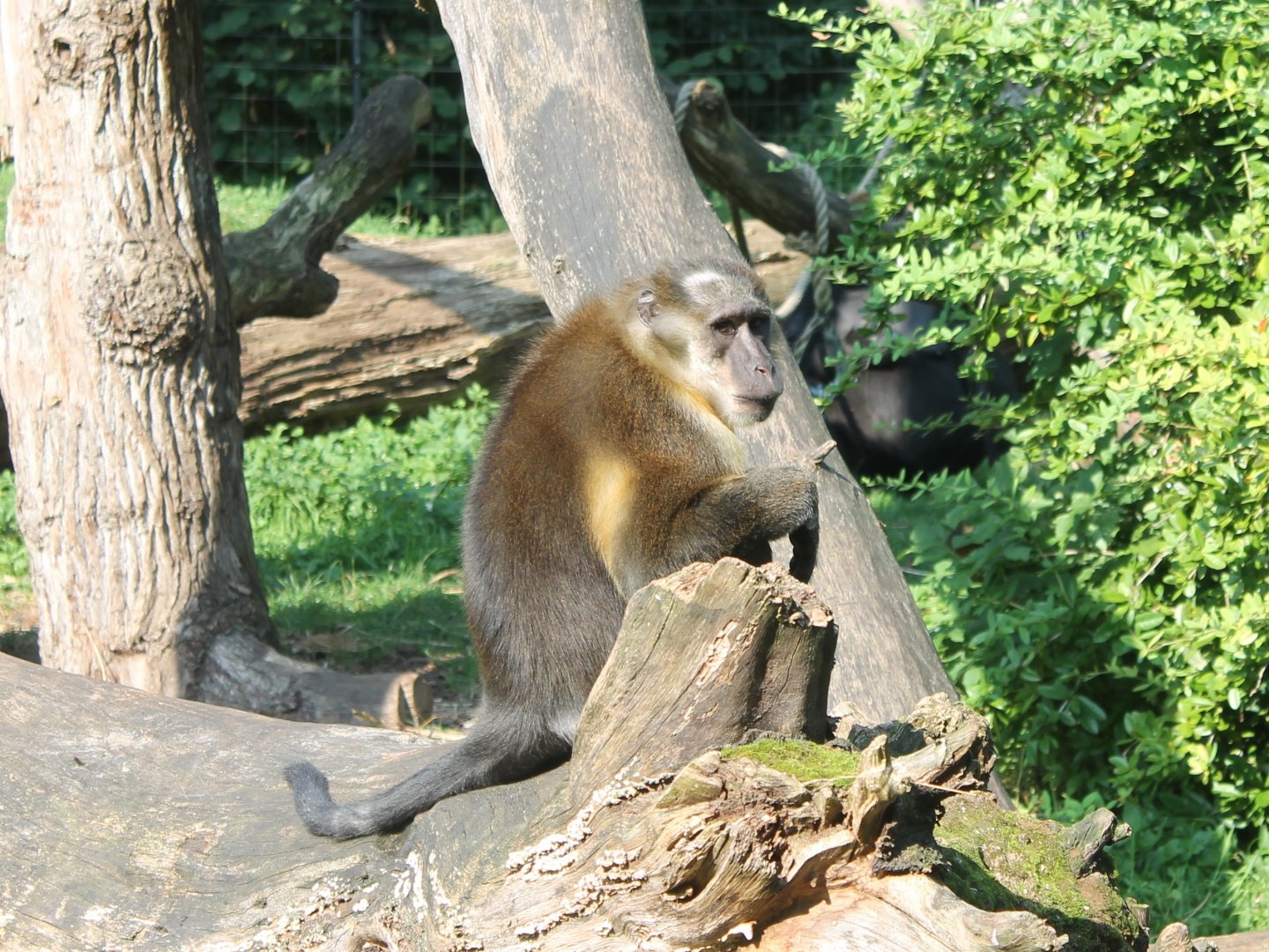 Golden-bellied mangabey