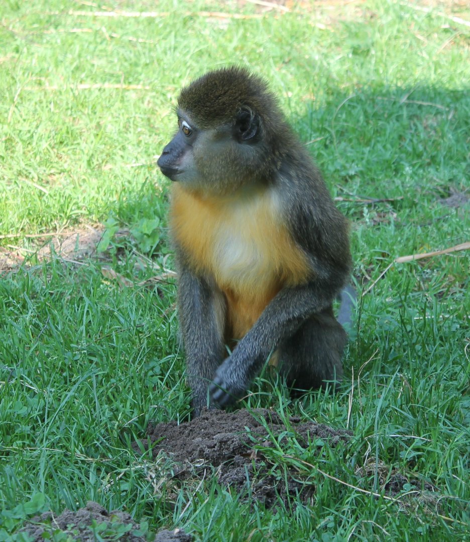 Golden-bellied mangabey