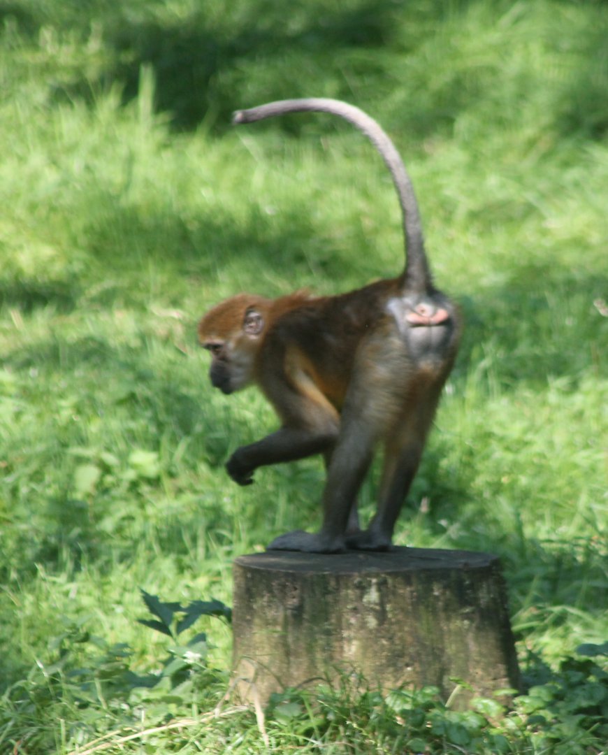 Golden-bellied mangabey
