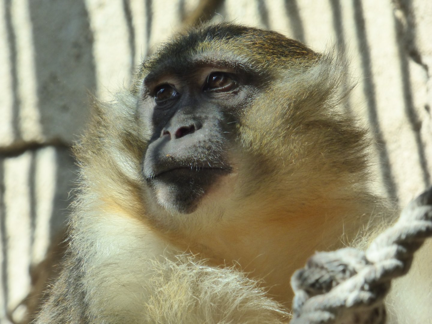 Golden-Bellied Mangabey