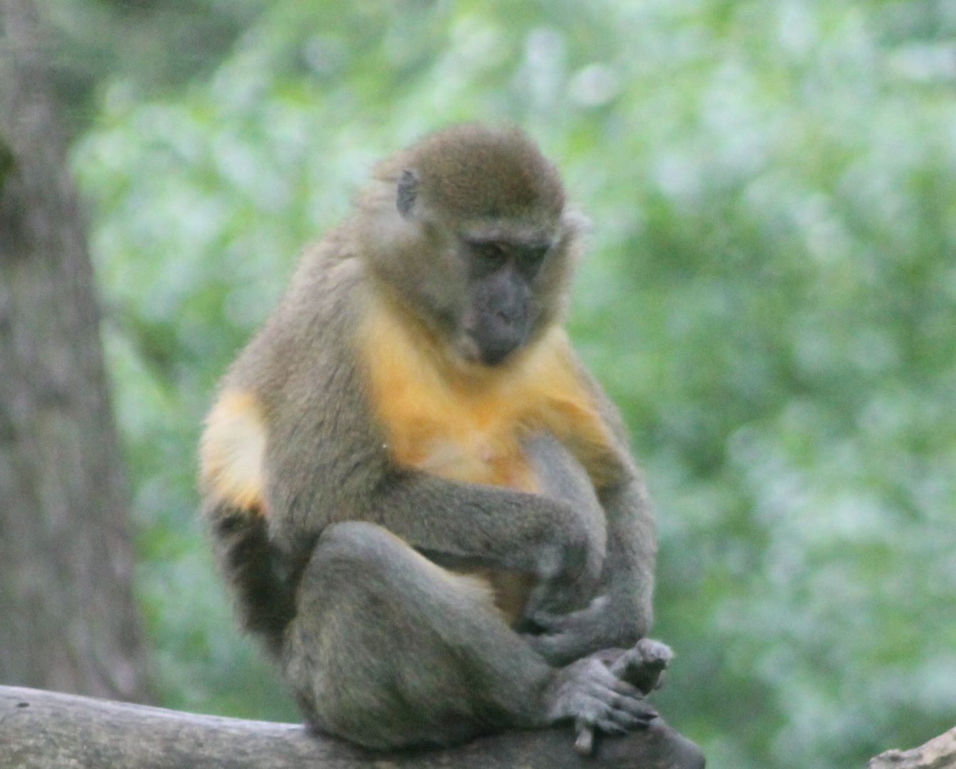 Golden-bellied mangabey