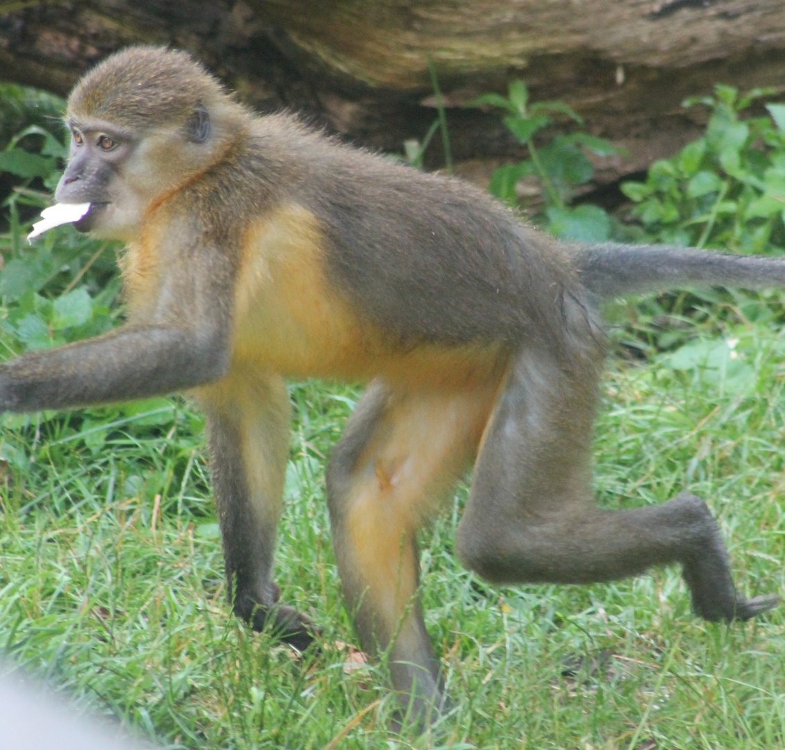Golden-bellied mangabey