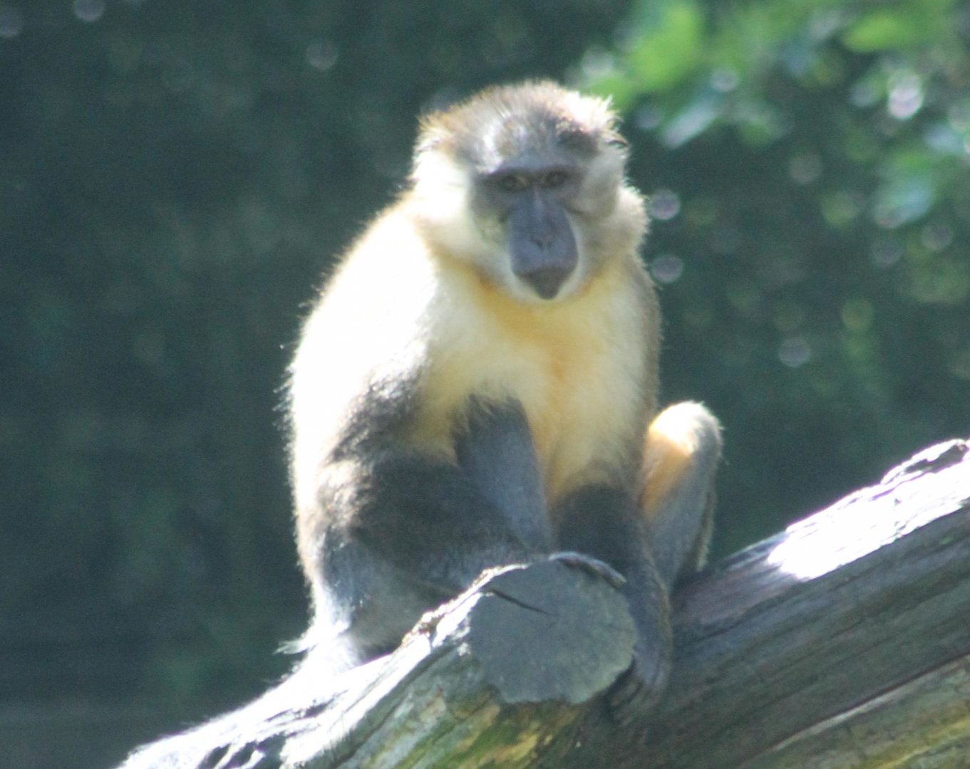 Golden-bellied mangabey