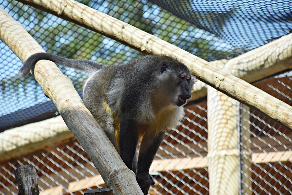 Golden-bellied mangabey