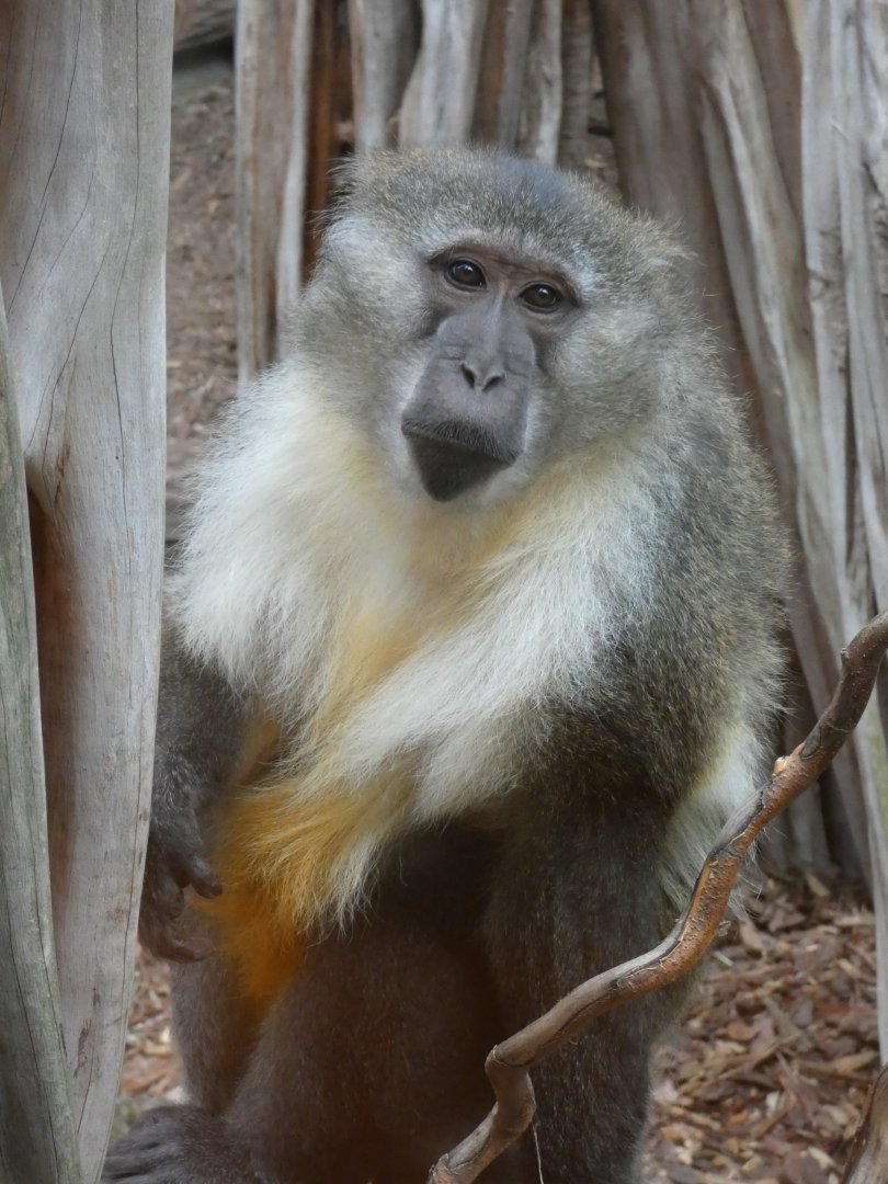Golden-bellied Mangabey