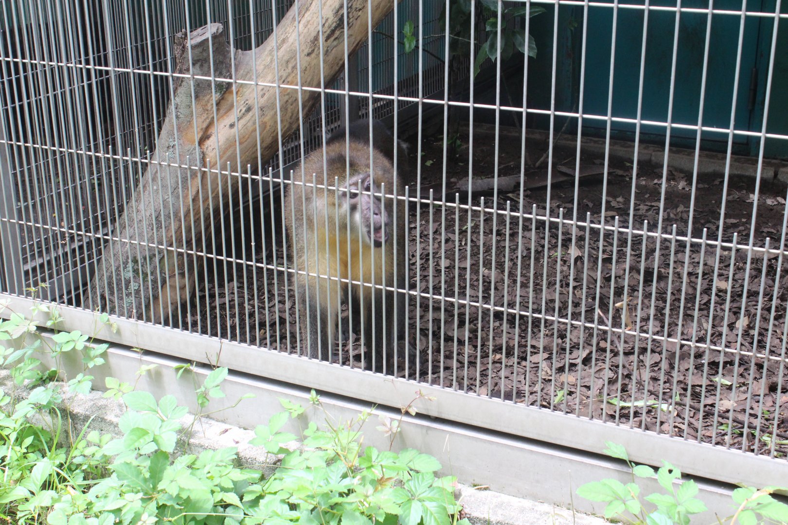 Golden-bellied mangabey