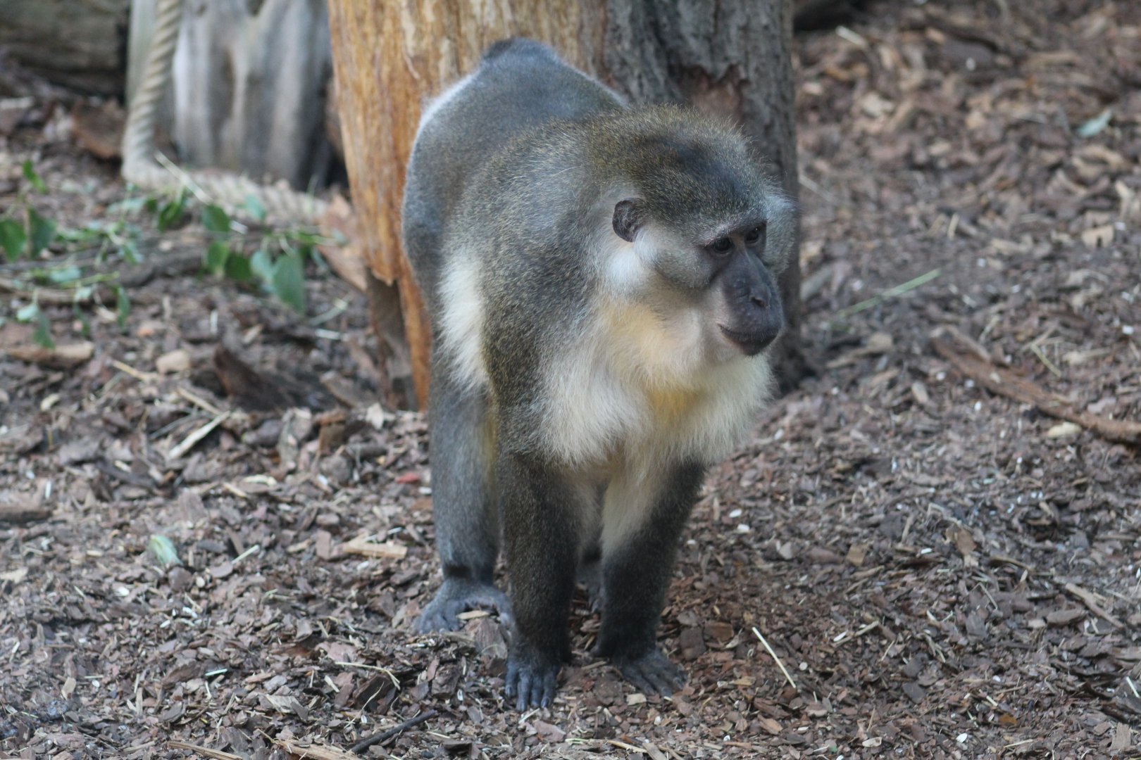 Golden-Bellied Mangabey