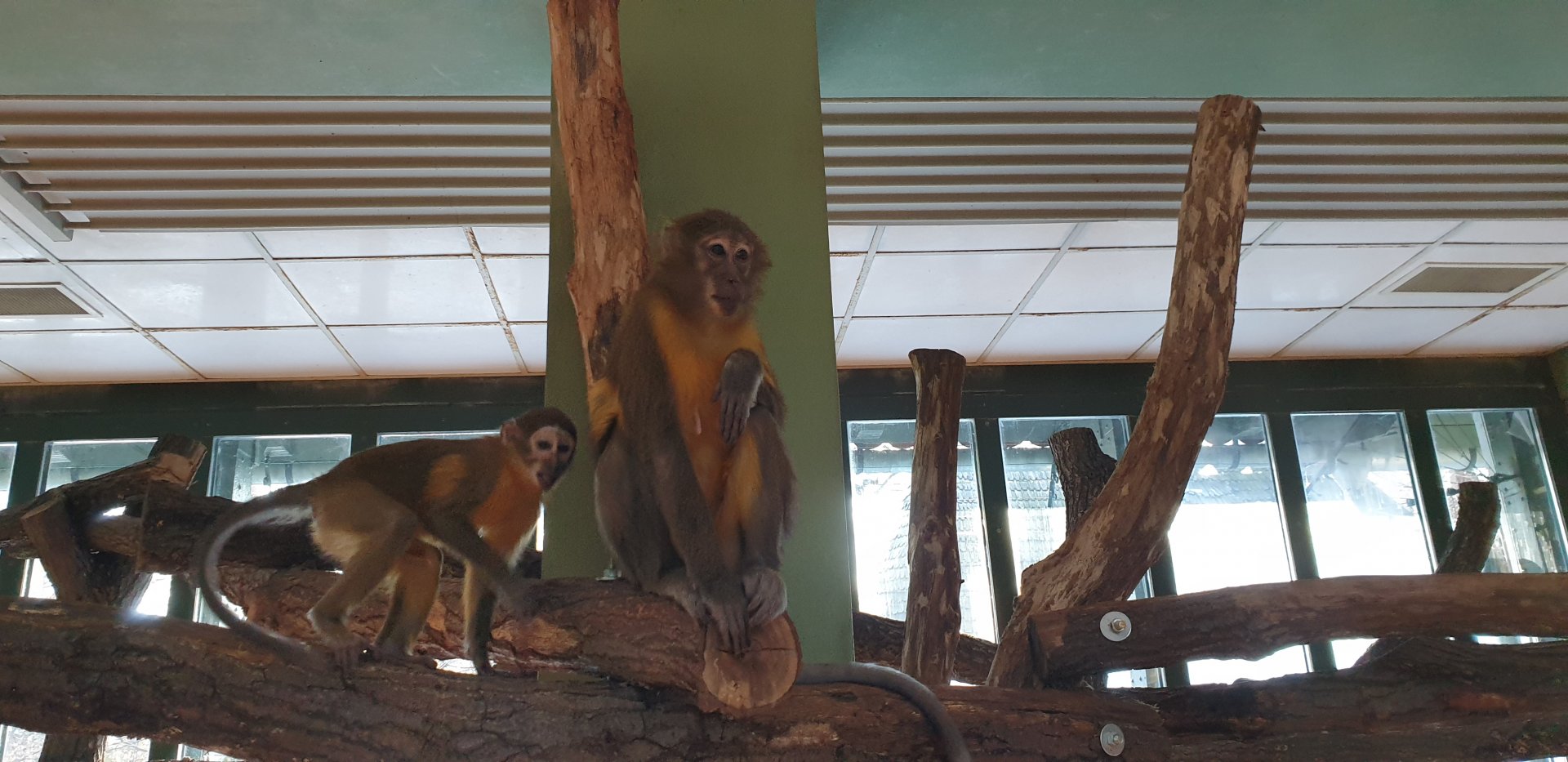 Golden-bellied Mangabey