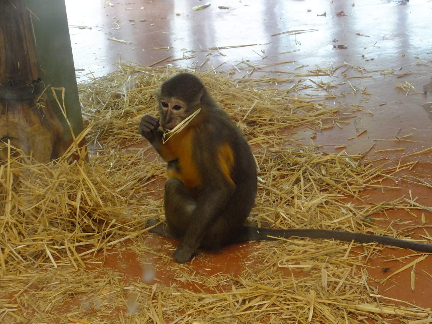 Golden-bellied mangabey