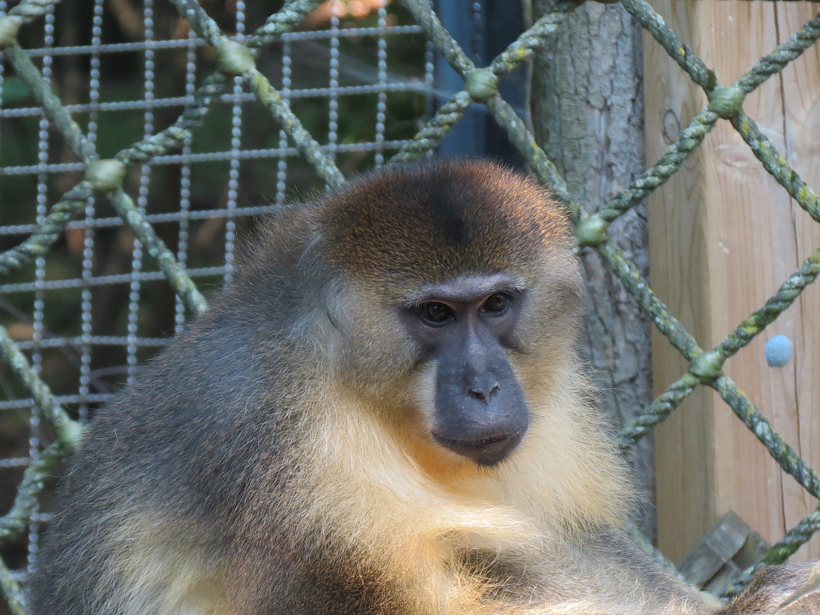 Golden-bellied Mangabey