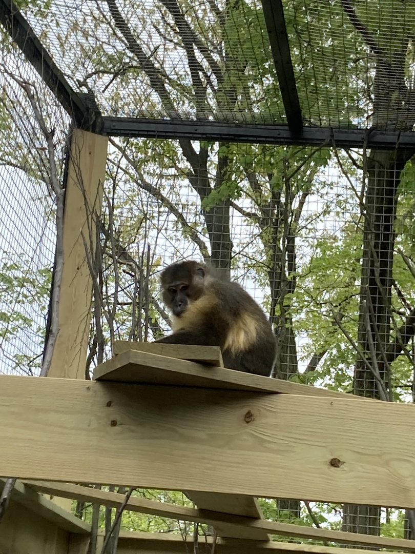 Golden Bellied Mangabey