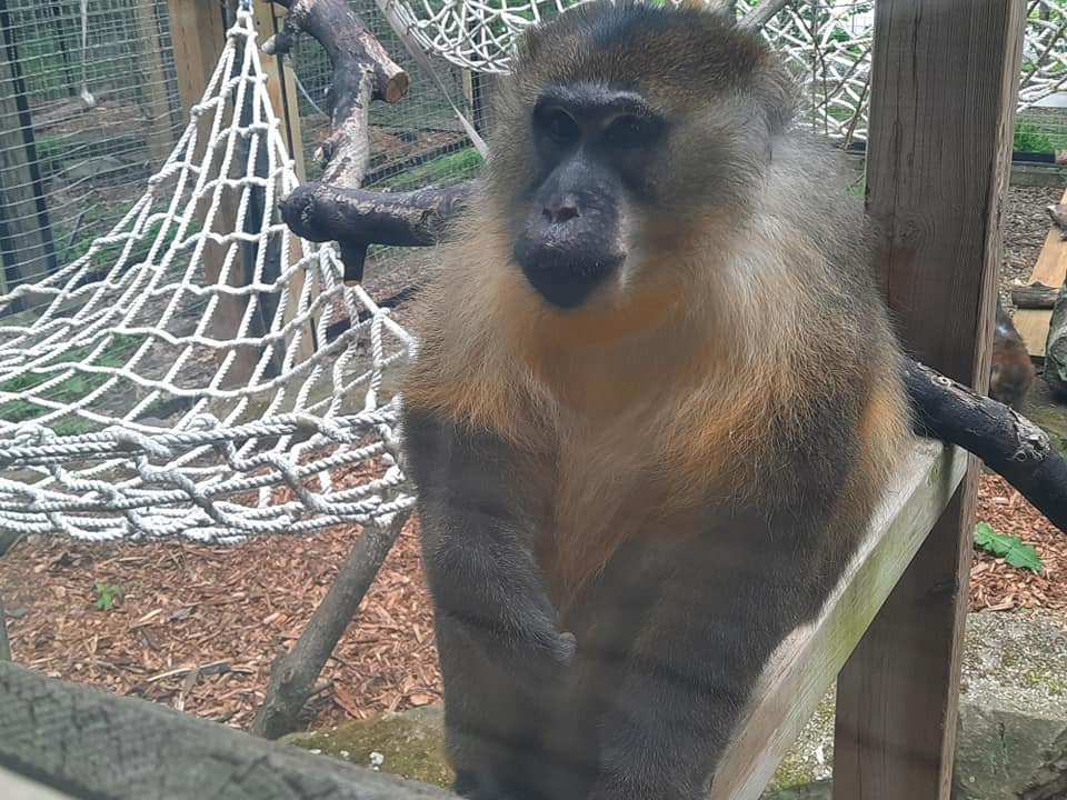 Golden Bellied Mangabey