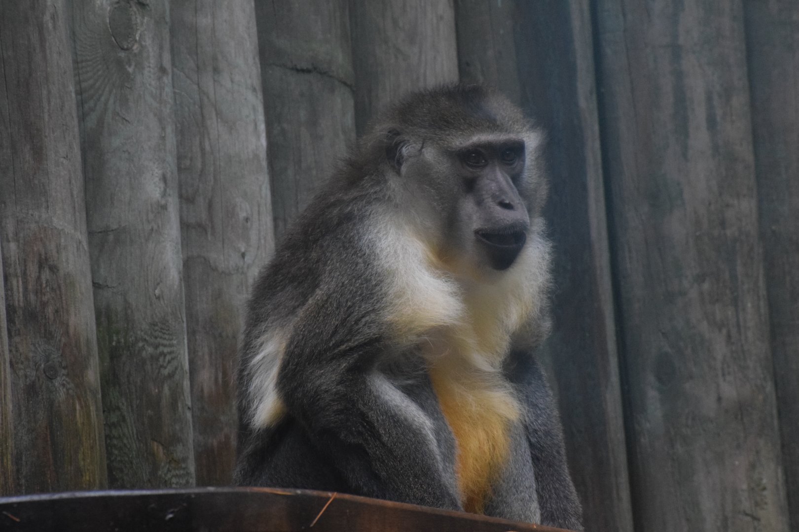 Golden-bellied mangabey
