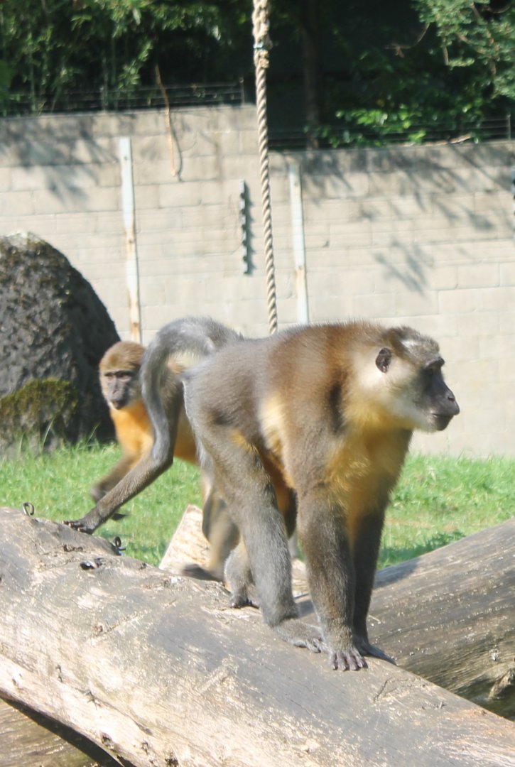 Golden-bellied Mangabeys