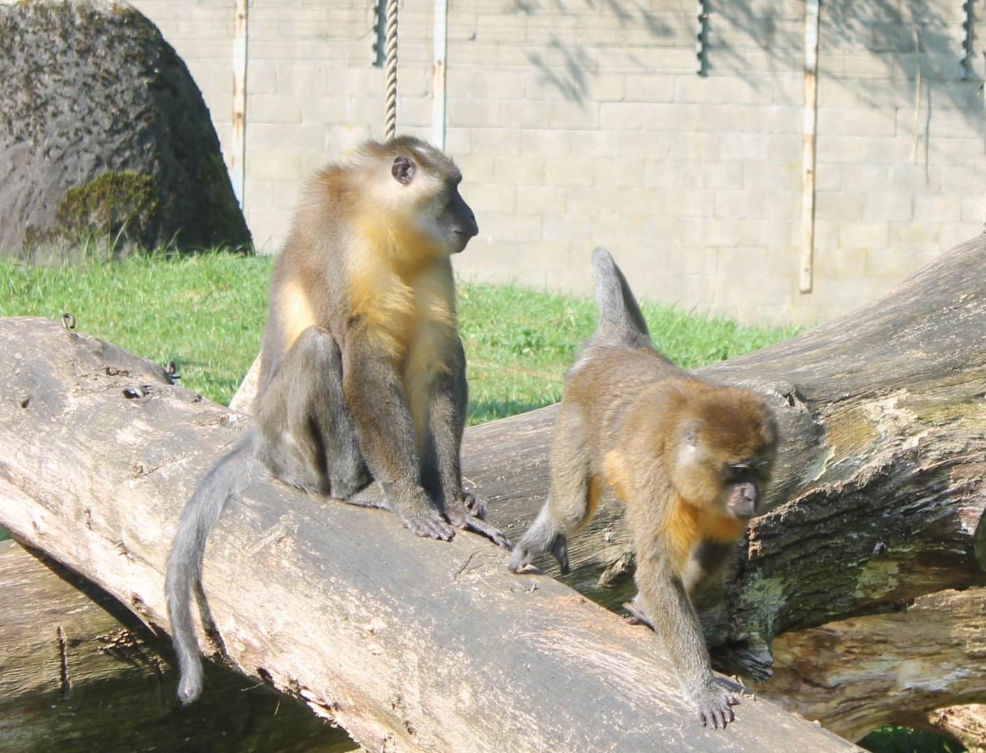 Golden-bellied mangabeys