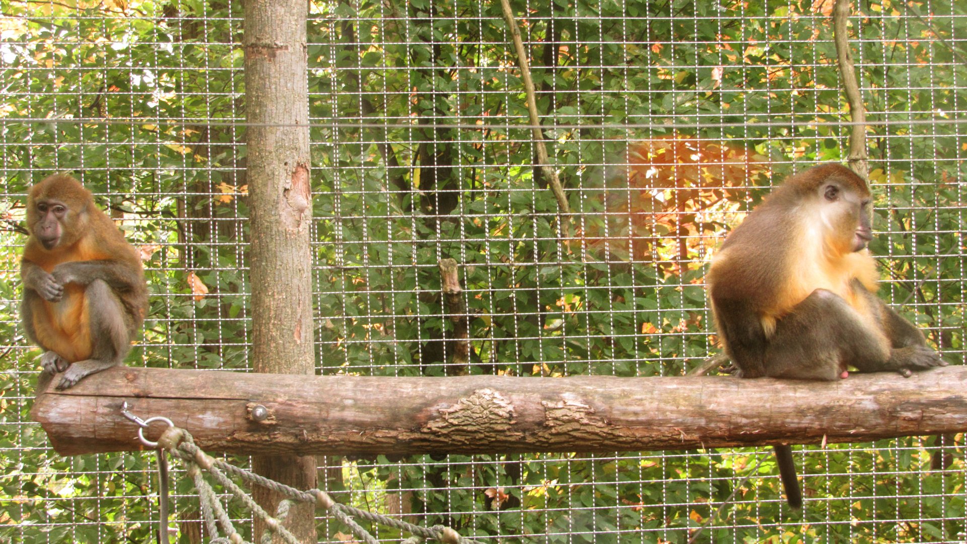 Golden-Bellied Mangabeys