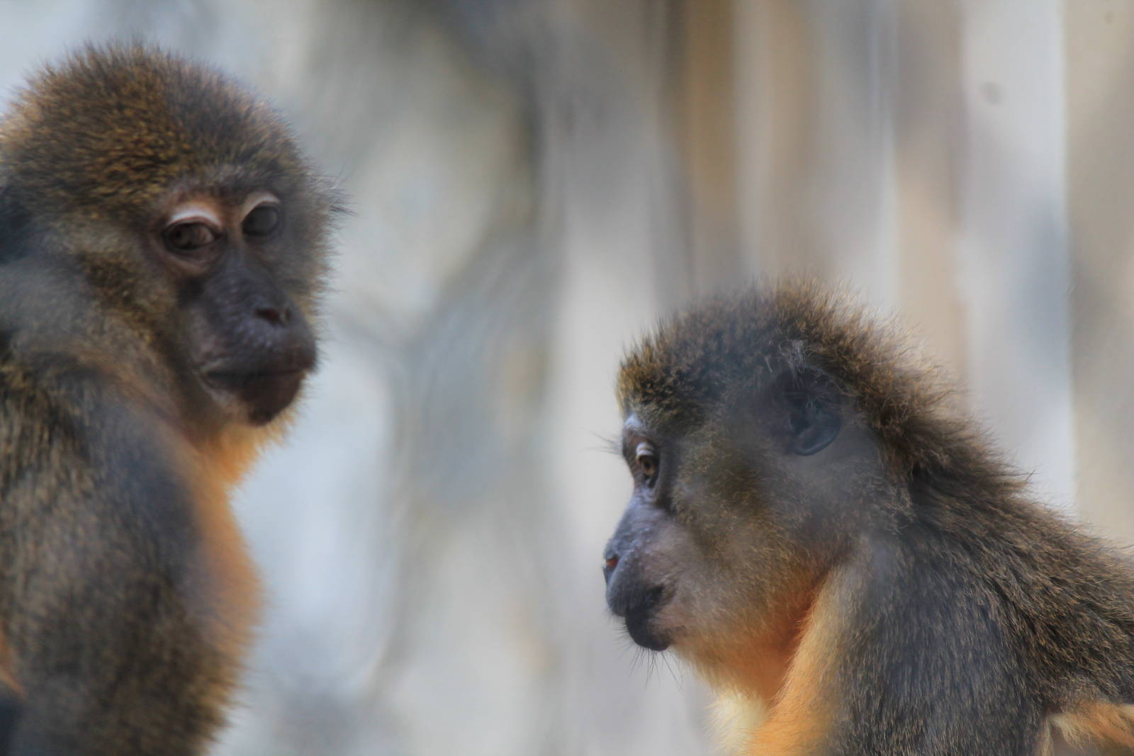 Golden-Bellied Mangaby