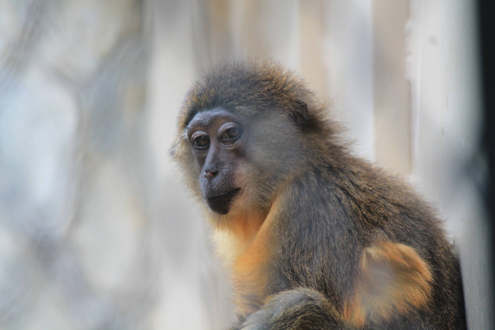 Golden-Bellied Mangaby