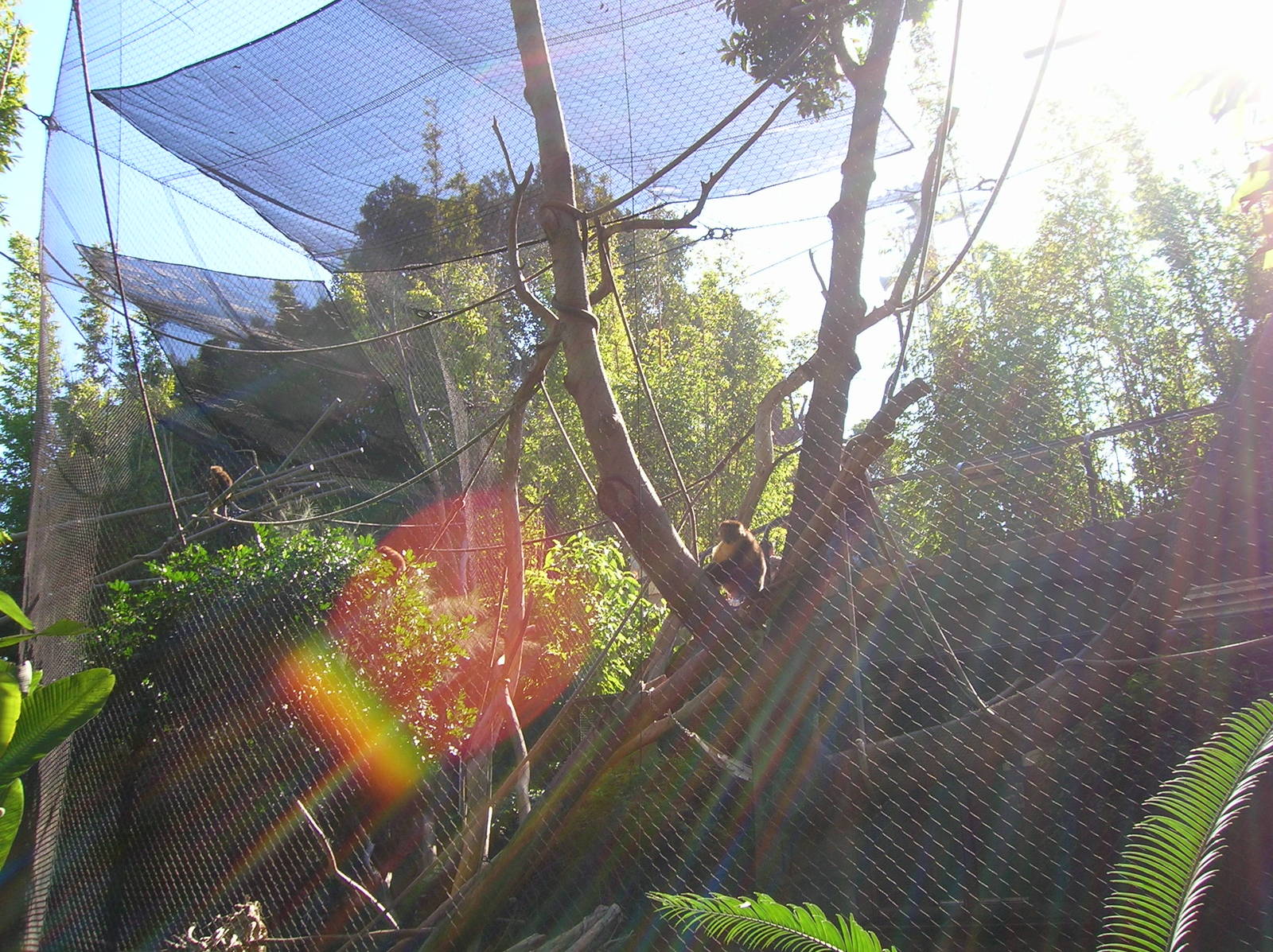 Golden-bellied Mangebey Exhibit