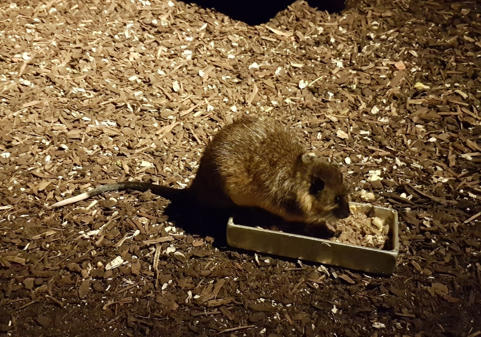 Golden-bellied water rat
