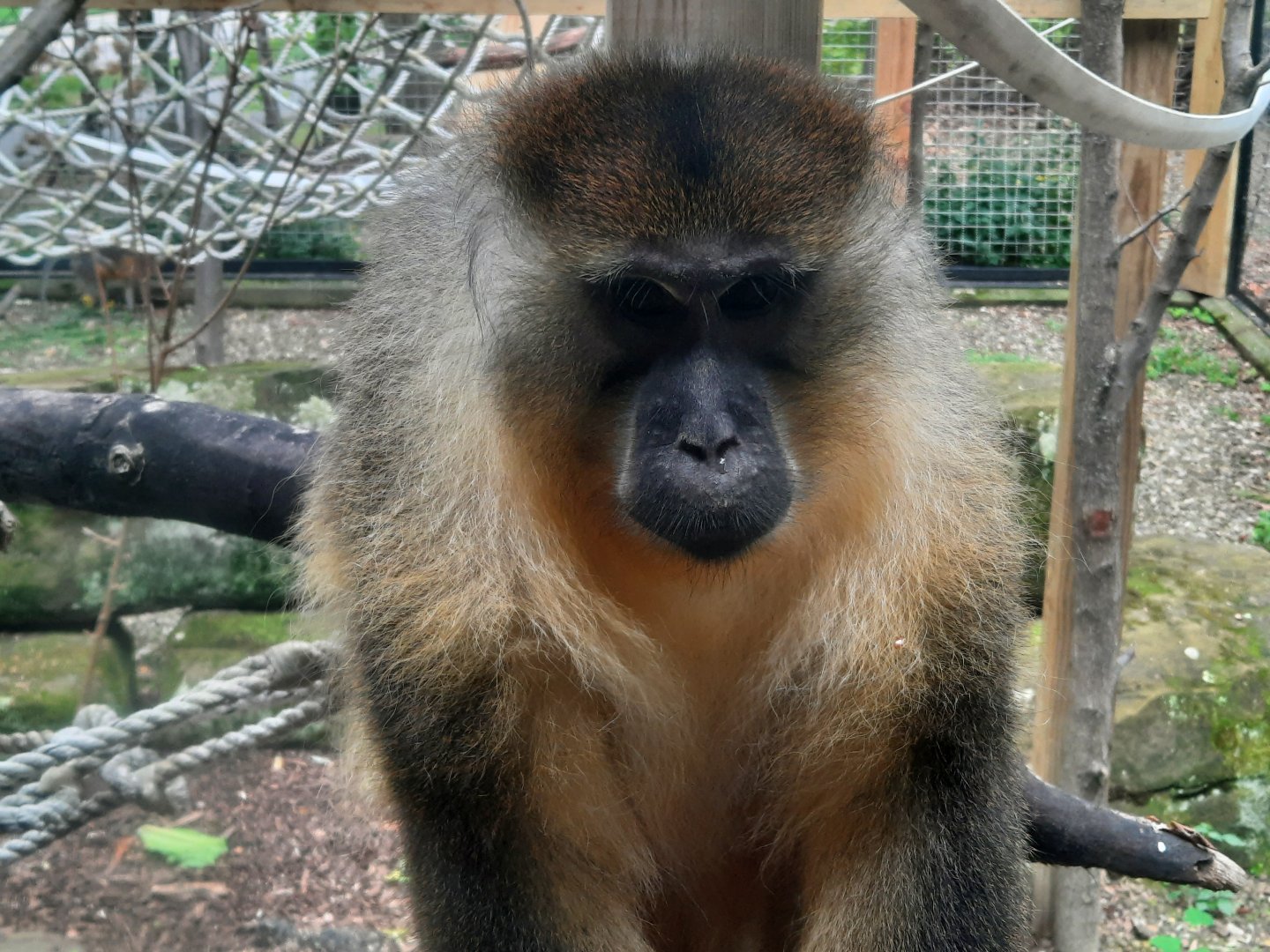 Golden Belly Mangabey
