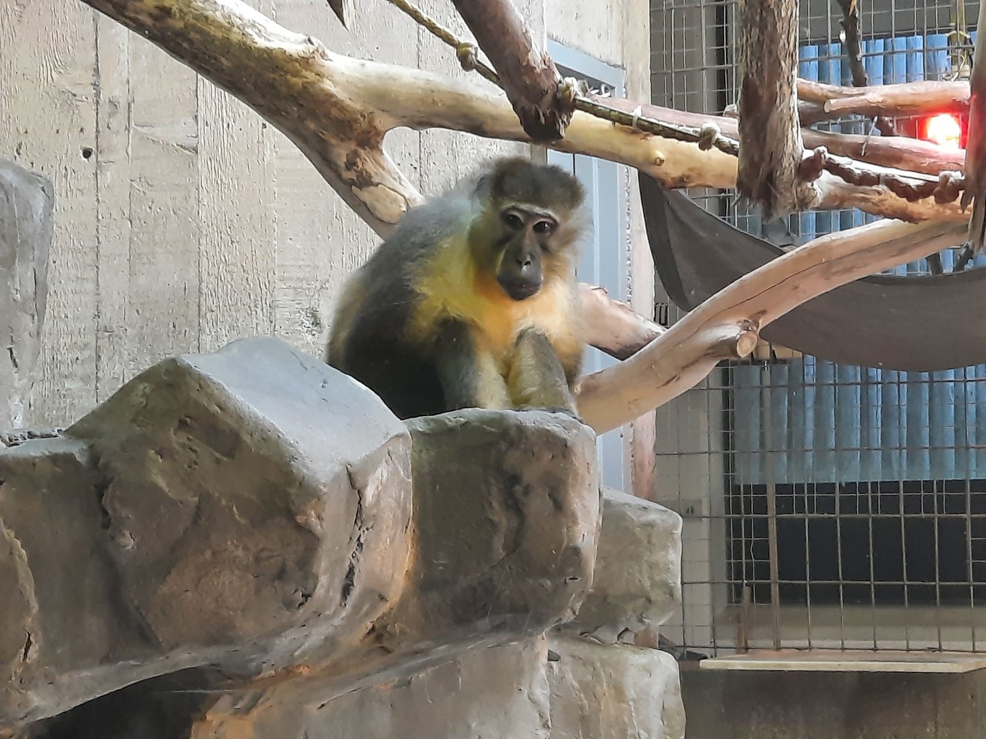 Golden Belly Mangeby