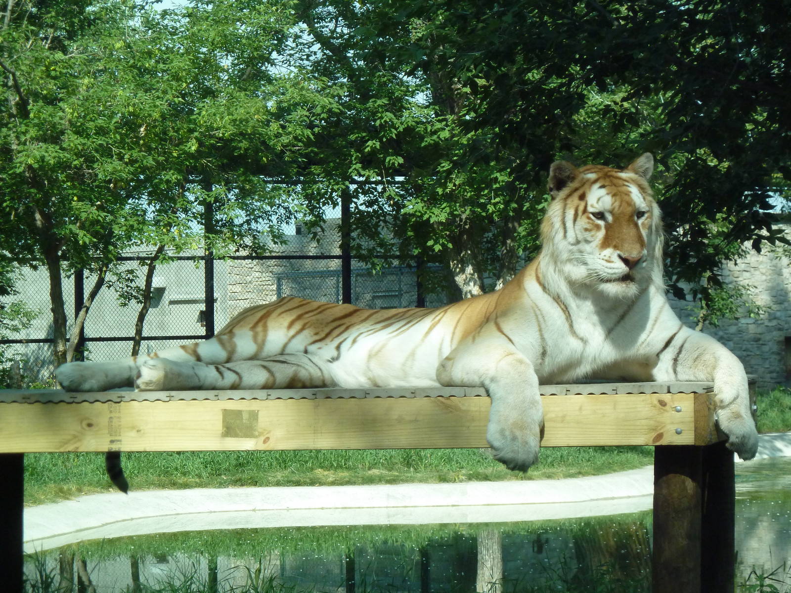 Golden Bengal Tiger