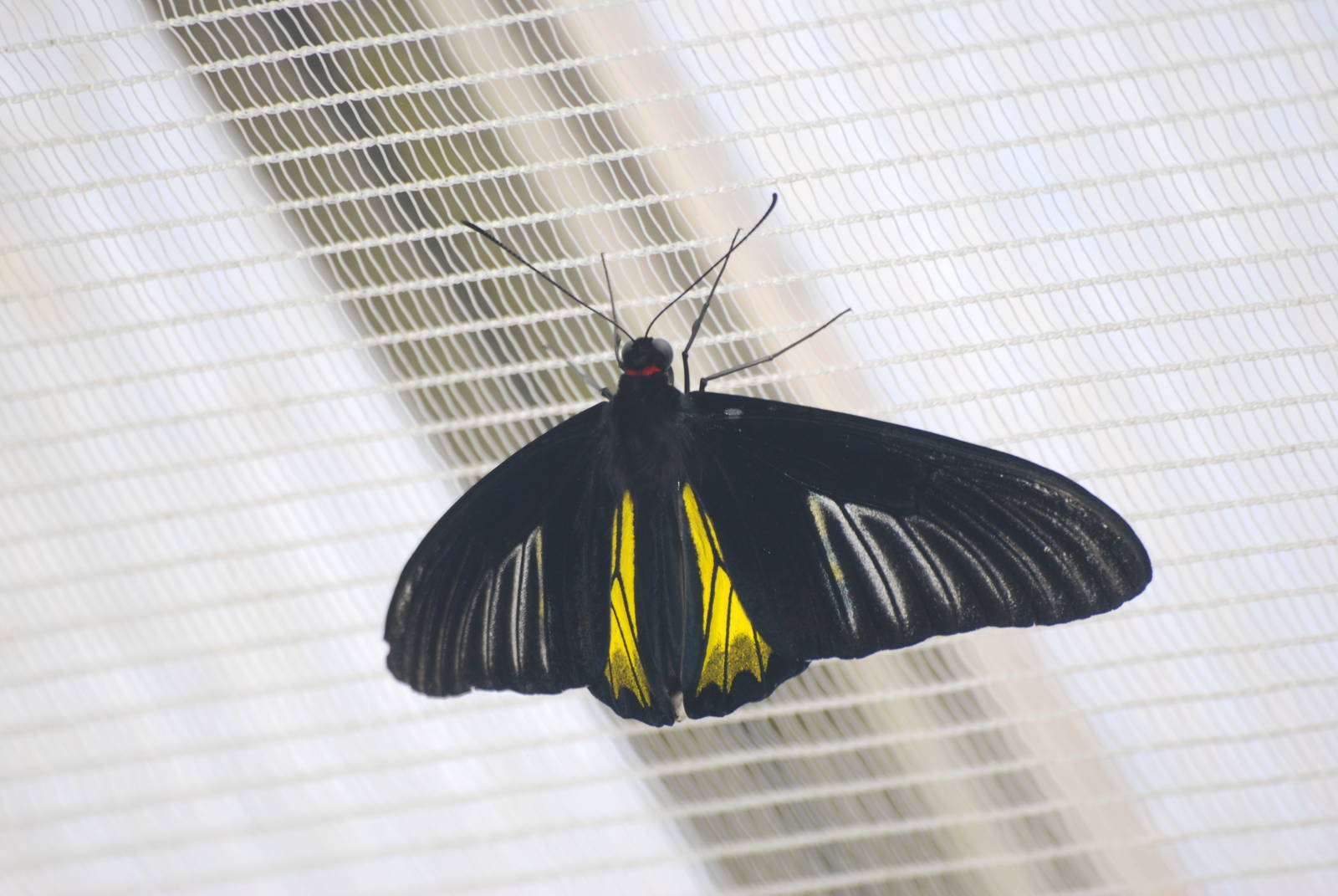 Golden Birdwing at Chester, 19/02/12