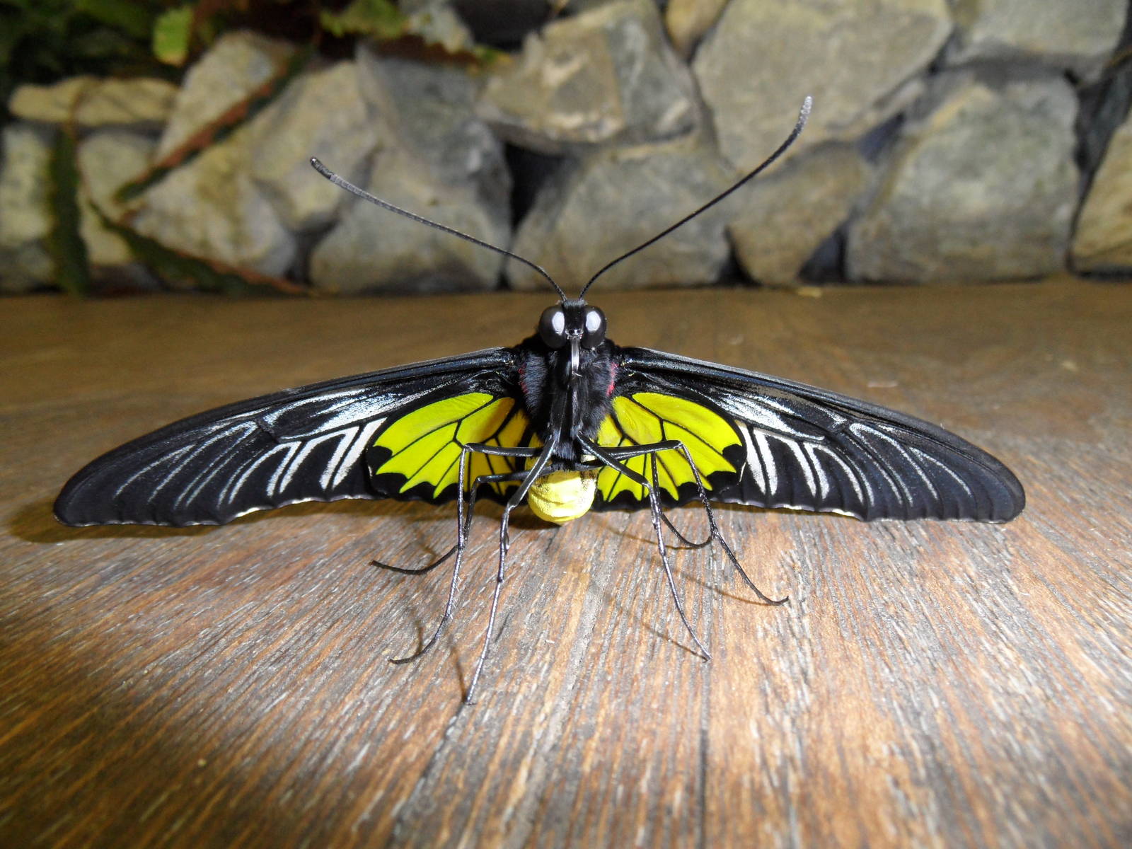 Golden birdwing male