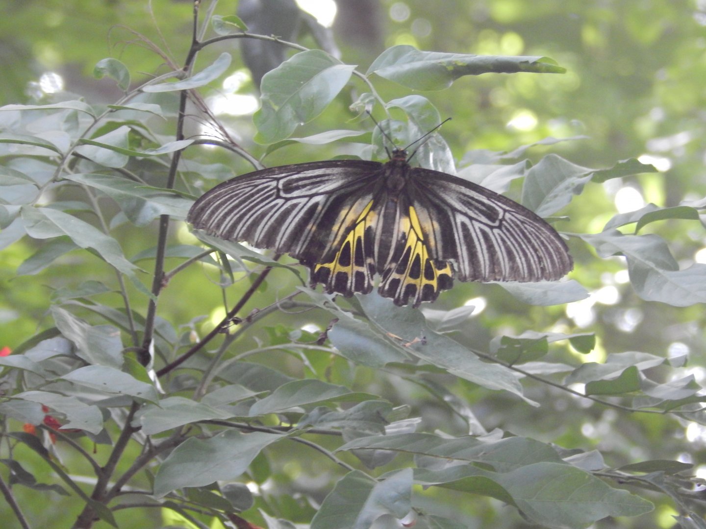 Golden Birdwing (Troides aeacus)