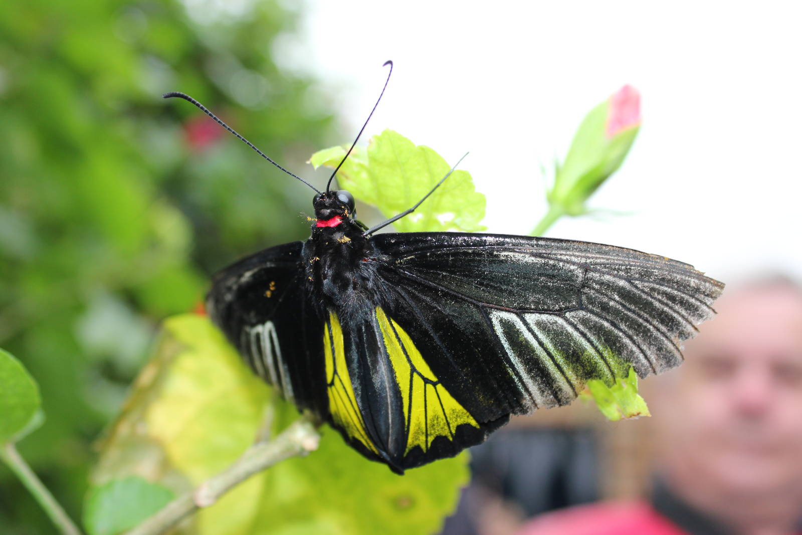 Golden birdwing