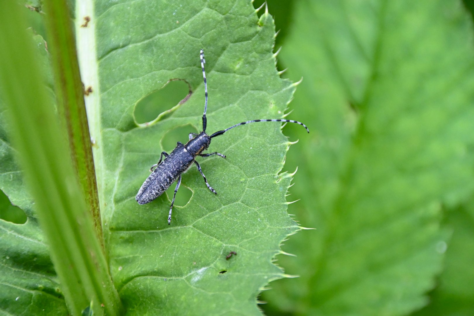 Golden-bloomed grey longhorn beetle