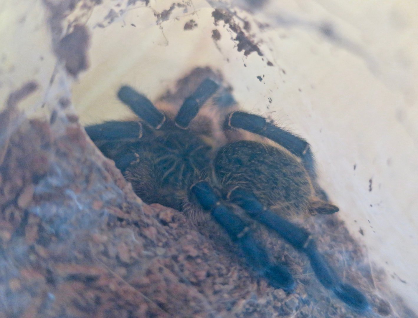 Golden Blue Leg Baboon (Harpactira pulchripes)