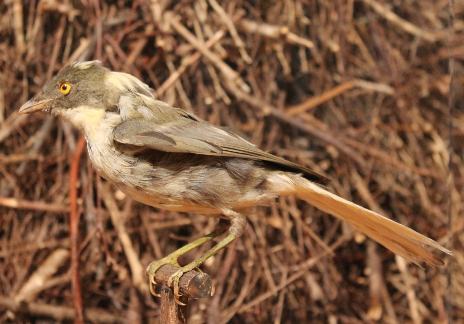 Golden bowerbird - Prionodura newtoniana