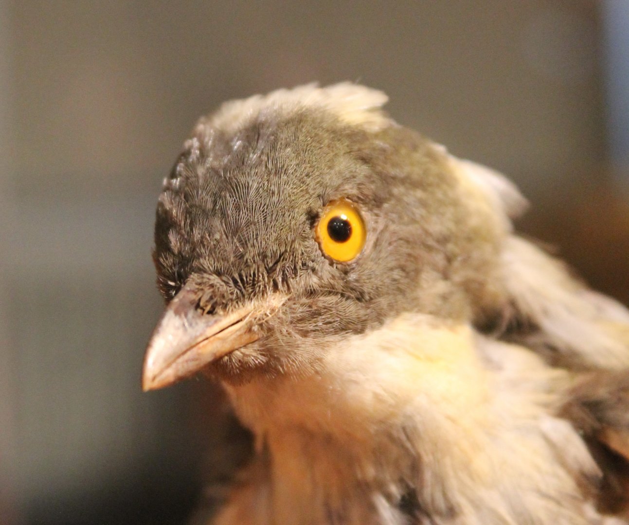 Golden bowerbird - Prionodura newtoniana