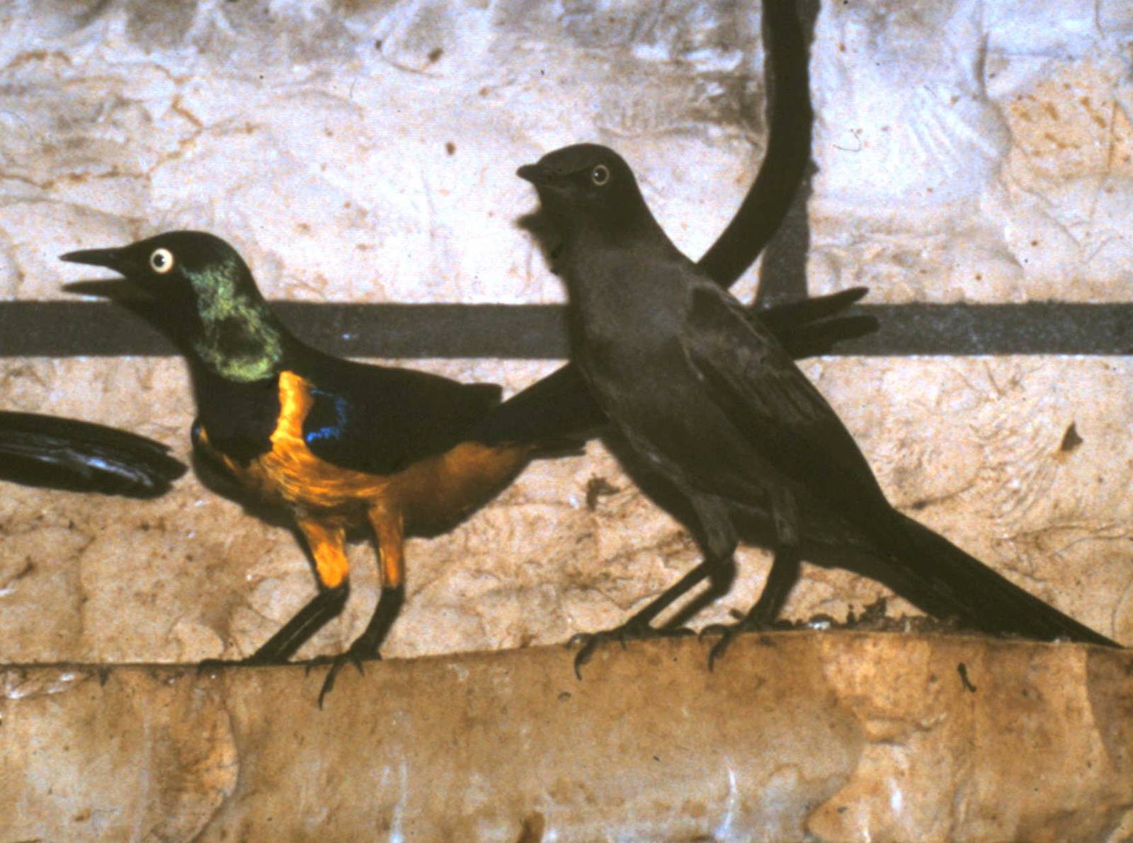 Golden-breasted and Ashy starling