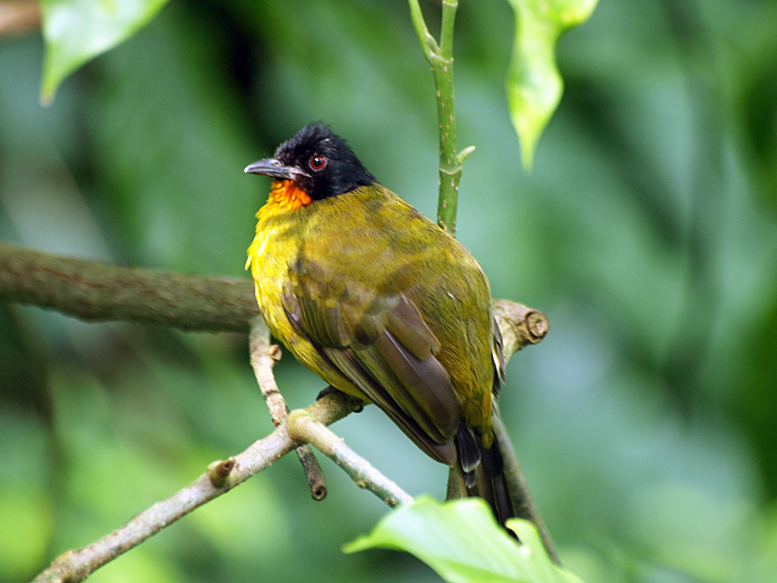 Golden-breasted bulbul