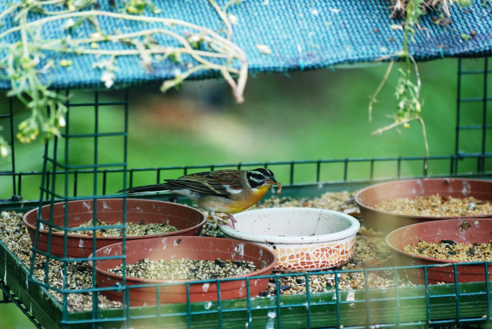 Golden-breasted Bunting at Santillana del Mar, 13/06/15