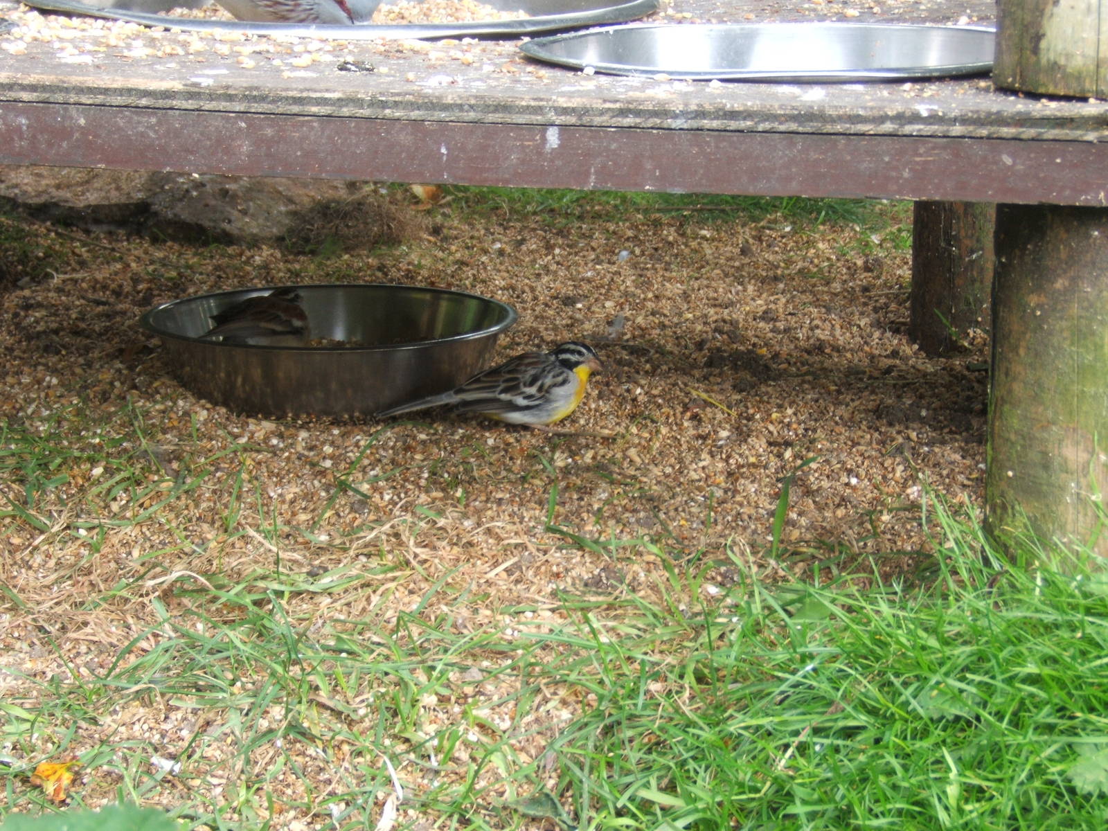 Golden-breasted Bunting (Emberiza flaviventris)