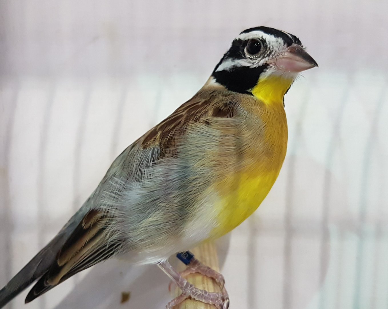 Golden-breasted bunting - Emberiza flaviventris