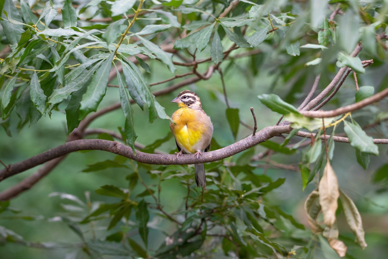 Golden-breasted Bunting- (Emberiza flaviventris)