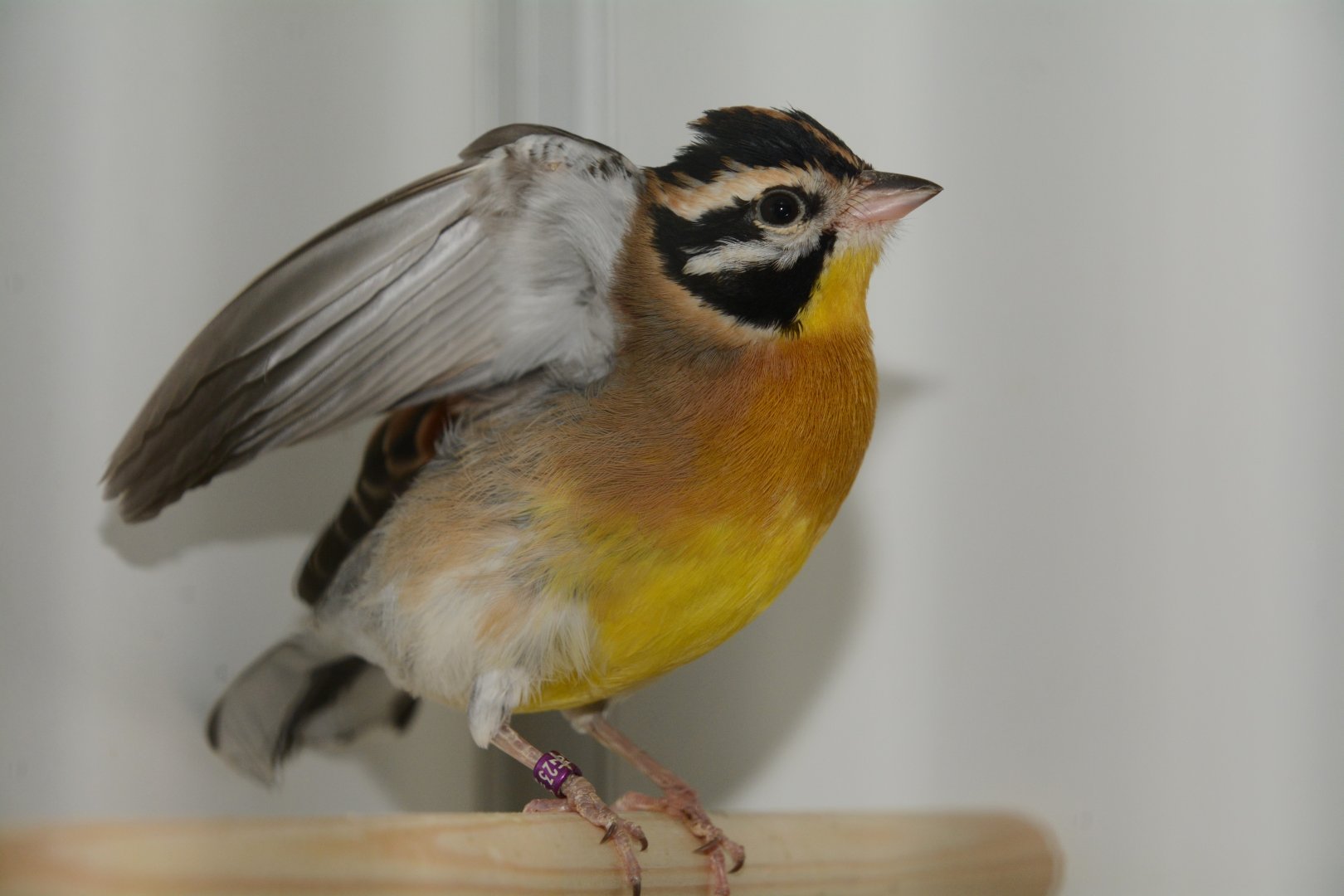 Golden-breasted bunting (Emberiza flaviventris)