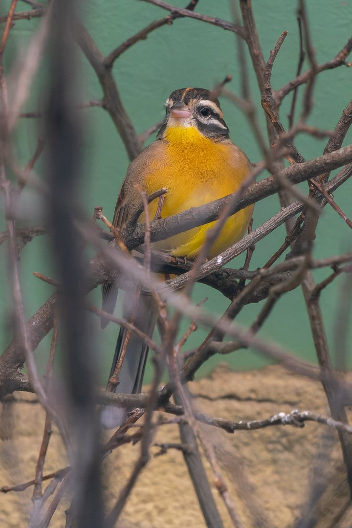 Golden-breasted bunting (Emberiza flaviventris)