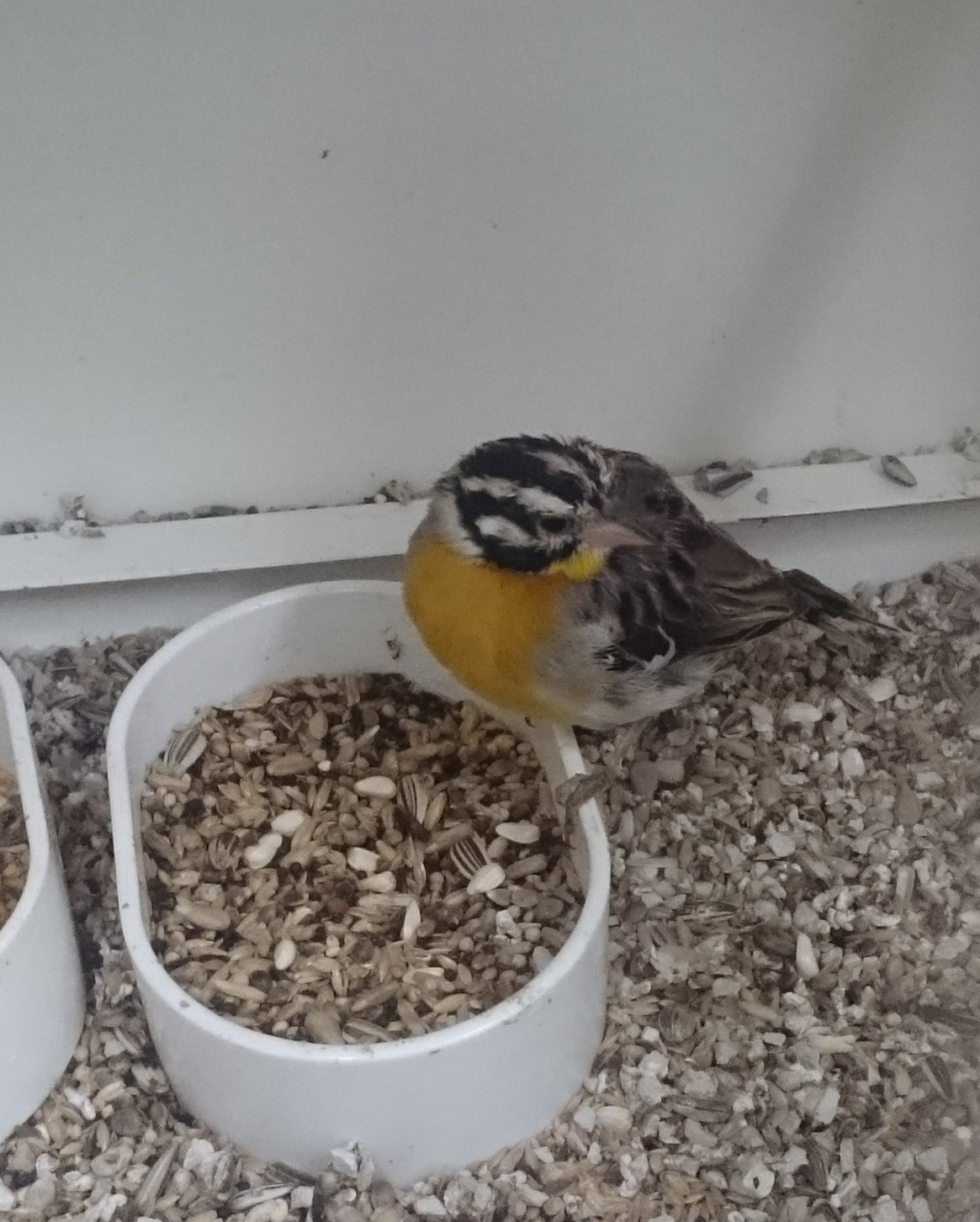 Golden-breasted bunting