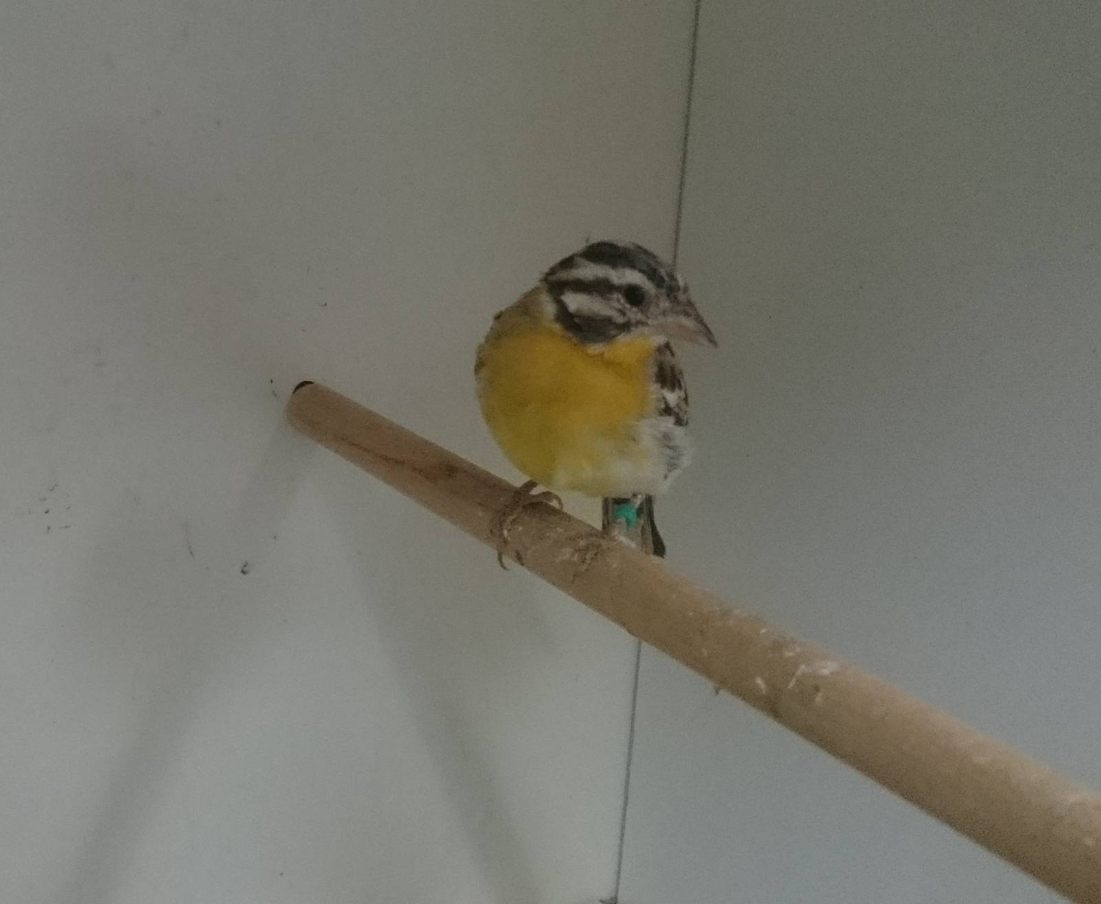 Golden-breasted bunting
