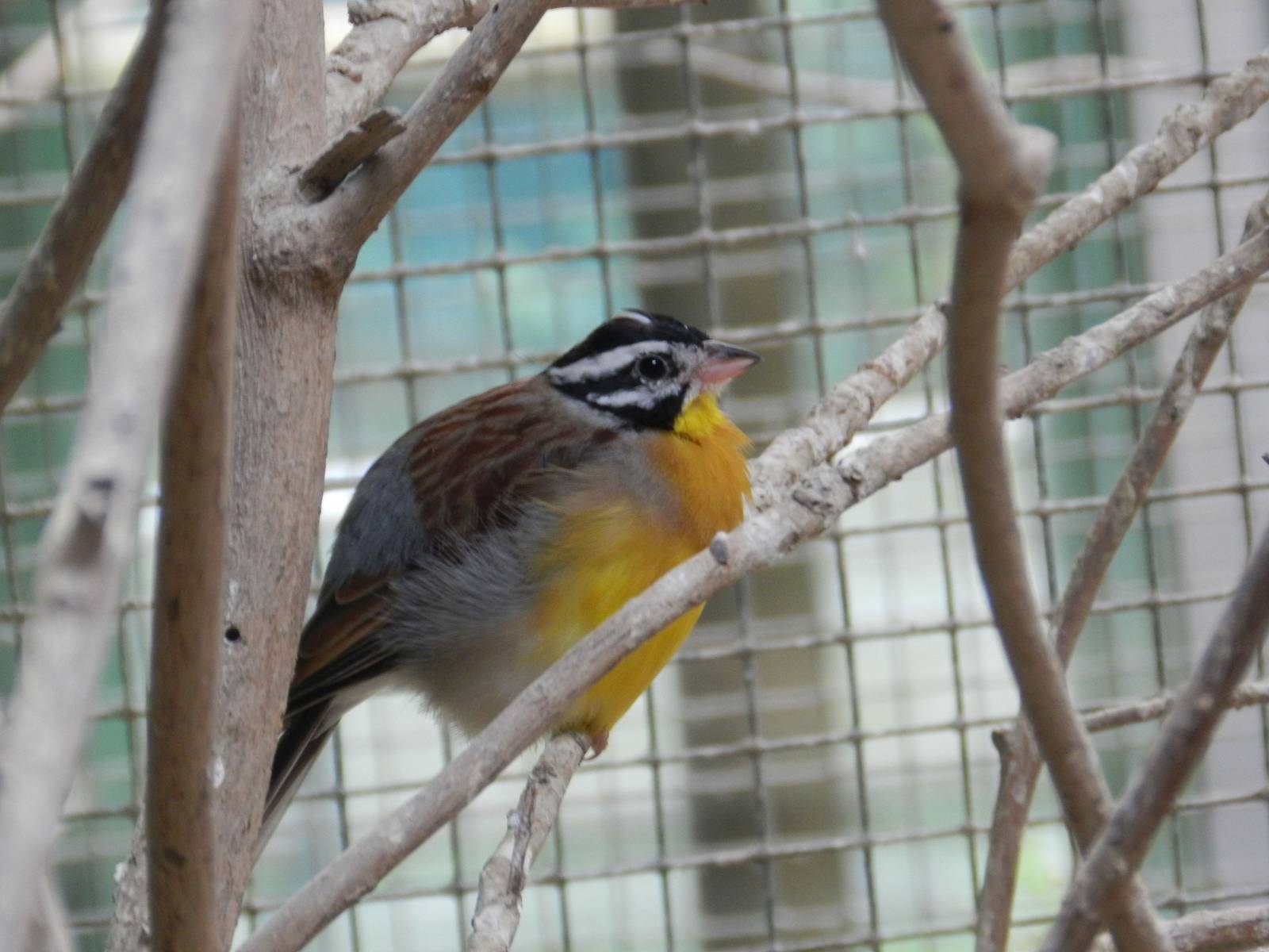 Golden-breasted Bunting
