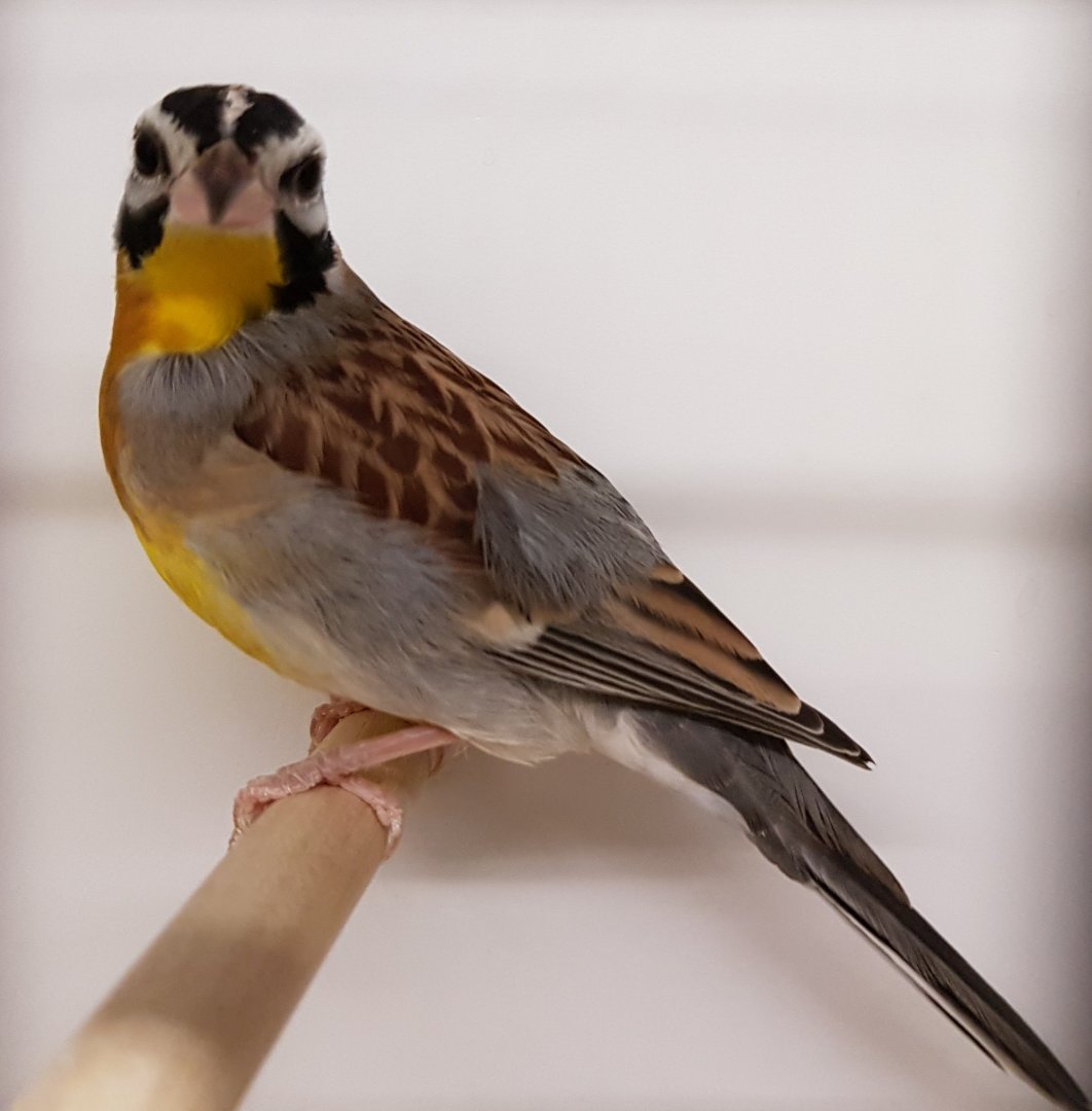 Golden-breasted bunting