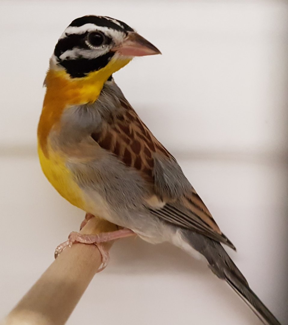 Golden-breasted bunting