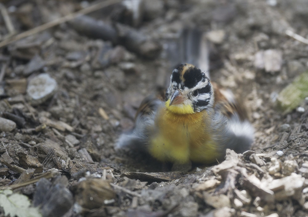 Golden-breasted bunting?
